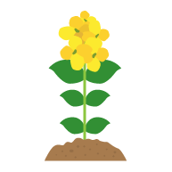 開花